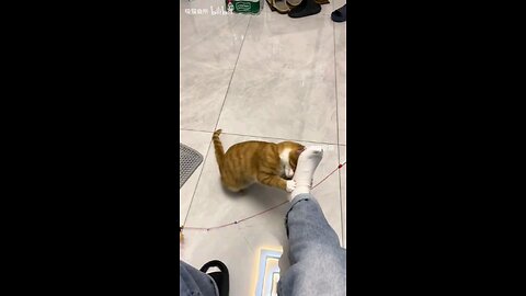 How strange can a kittens habits be??