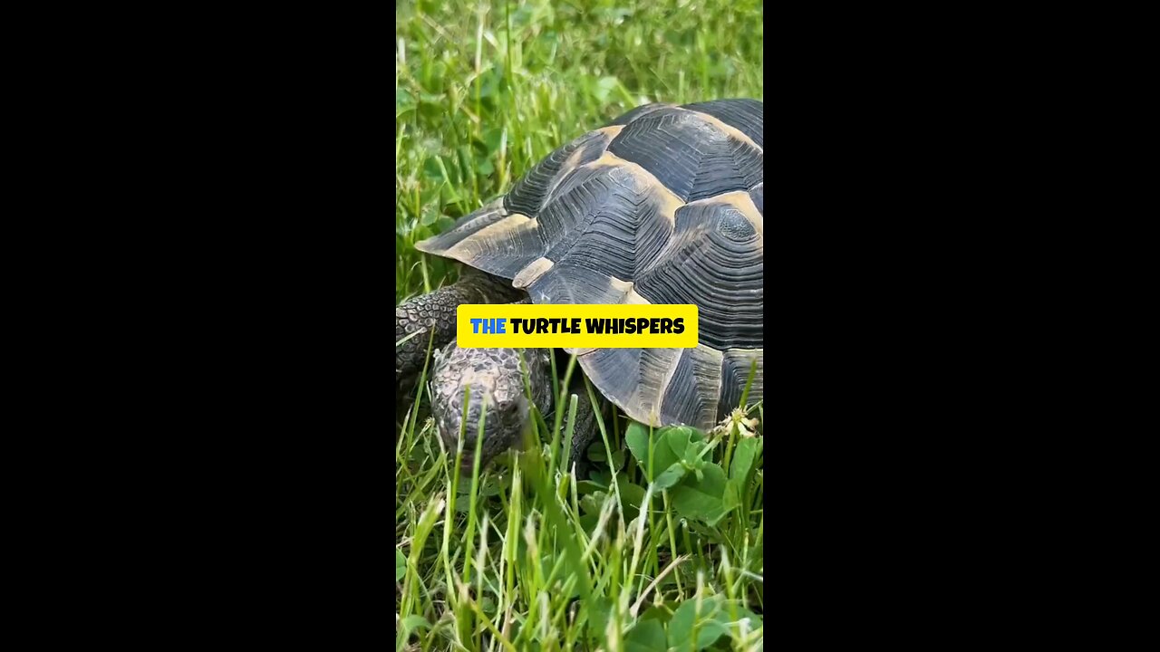 The Turtle Whispers 🐢 “You’re Allowed to Move Slowly and Still Win” 🌿✨