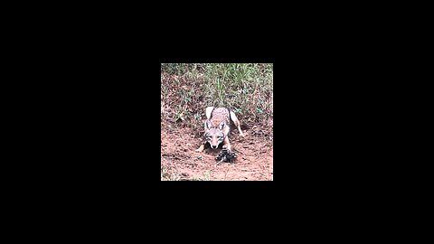 Trapping beavers and coyotes