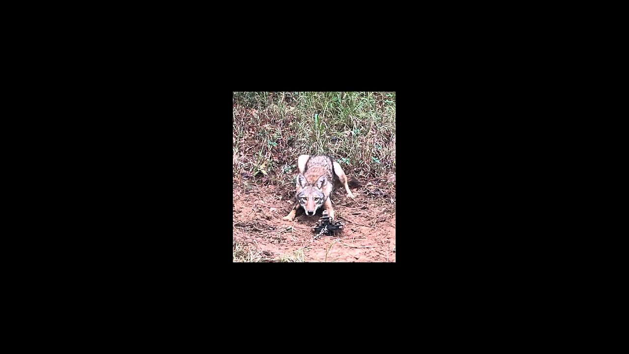 Trapping beavers and coyotes