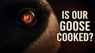 Is Our Goose Cooked?