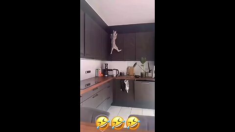 Funny Talking Cats 😂