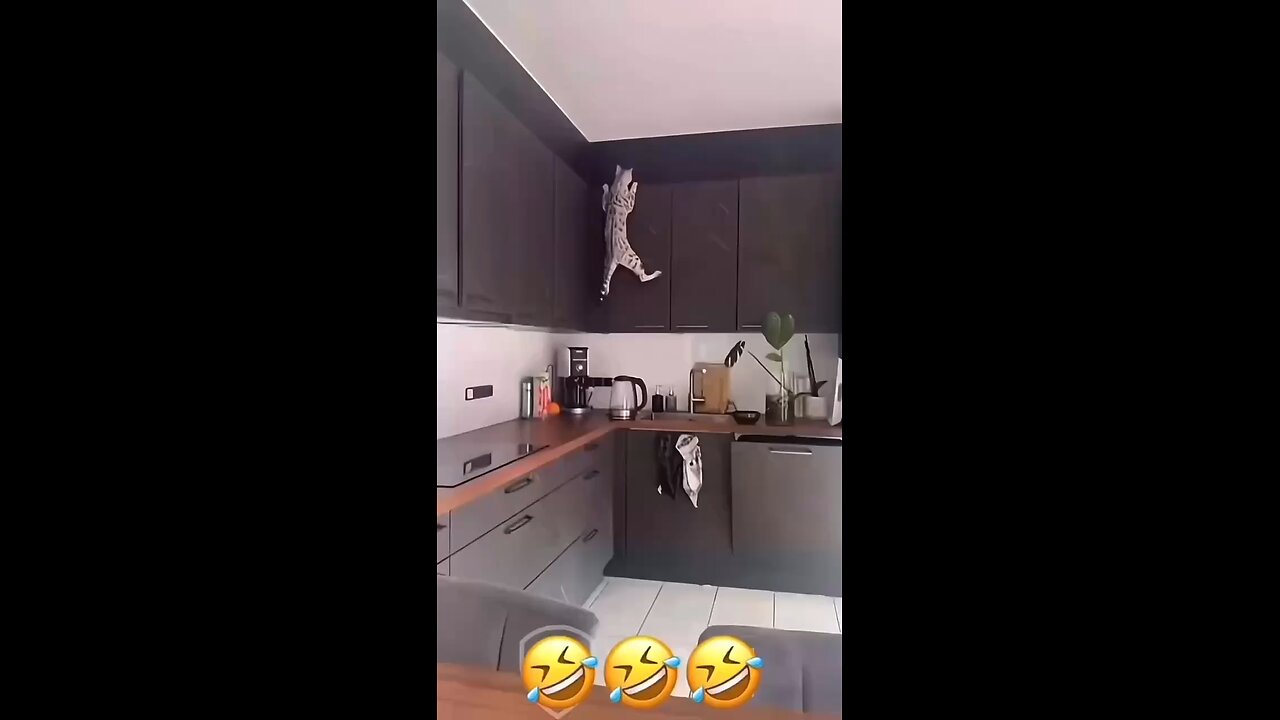 Funny Talking Cats 😂