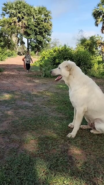 Viral video SokYaa, OG, Pao & Mom Are Famous Around The World #shorts #anime #trend #edit