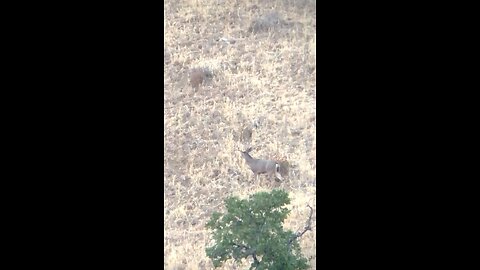 CA Blacktail