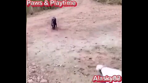 FIGHT BETWEEN A DOG AND A WILD BOAR