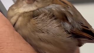 rescue a lost sparrow