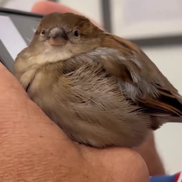 rescue a lost sparrow