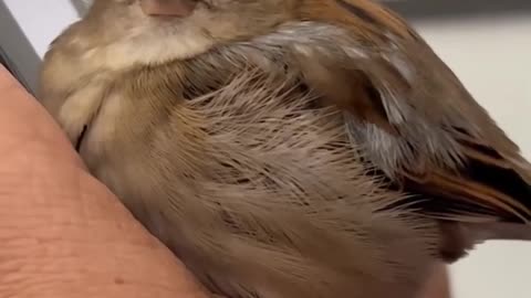 rescue a lost sparrow