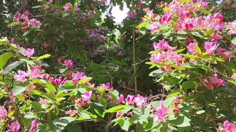 12 hrs of a beautiful pink blossom and a gentle piano