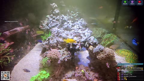 24/7 Real Live Reef Stream