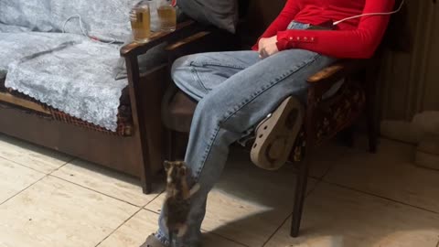 Little Kitten Climbs up Legs