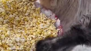 Goats Love Popcorn