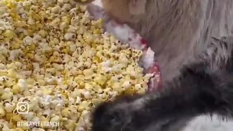 Goats Love Popcorn