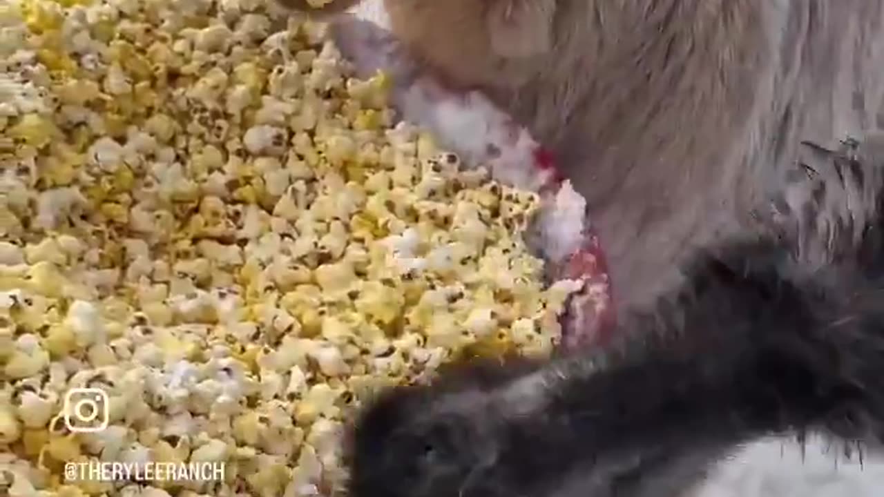 Goats Love Popcorn