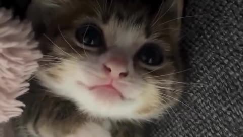 He looks so happy 🥹😻