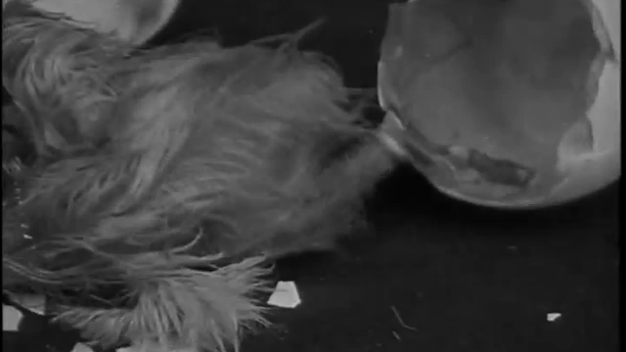 Fireboat Demonstration ... - Fireboat Demonstration For Mexico Chicken Raising The Making - fc-fc-28