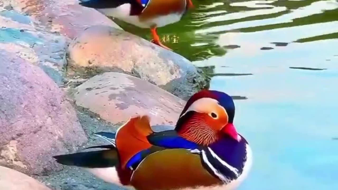 Jungle &Wonders: Adorable Birds and Wildlife in Action# video#