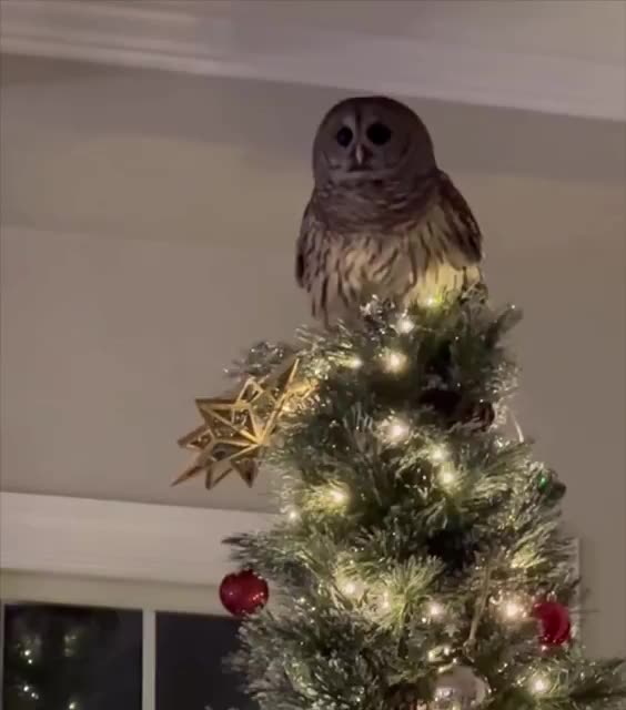 Wild owl comes inside house, little girl loves it, on Christmas tree