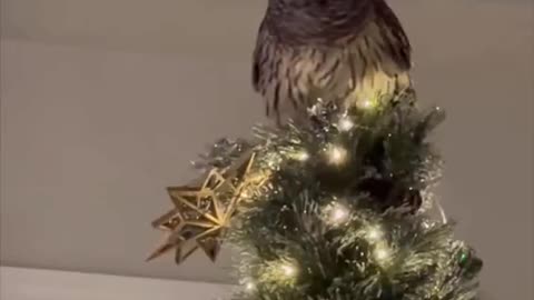 Wild owl comes inside house, little girl loves it, on Christmas tree