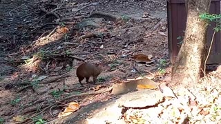 Ciudad de Panama ll. (Panama)