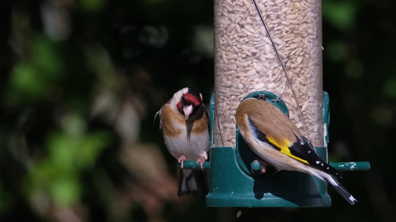 Nature video, goldfinch