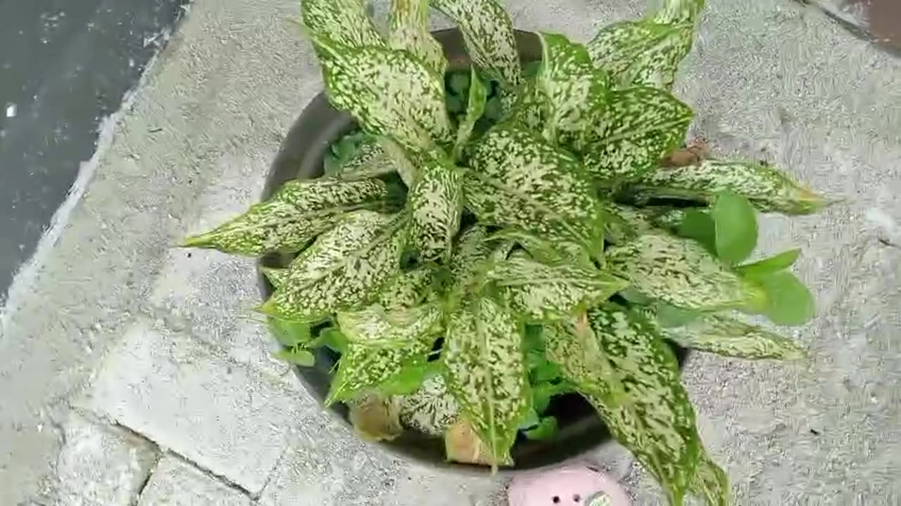 Go Green Make Your Home to be Green