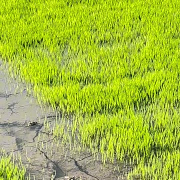 How to make rice 🌾 -rice making- beautiful nature