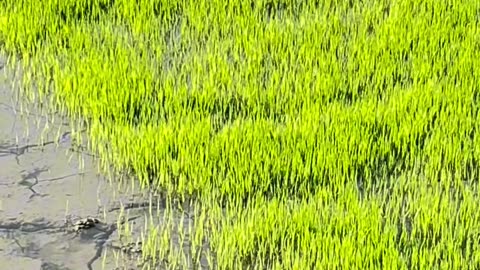 How to make rice 🌾 -rice making- beautiful nature