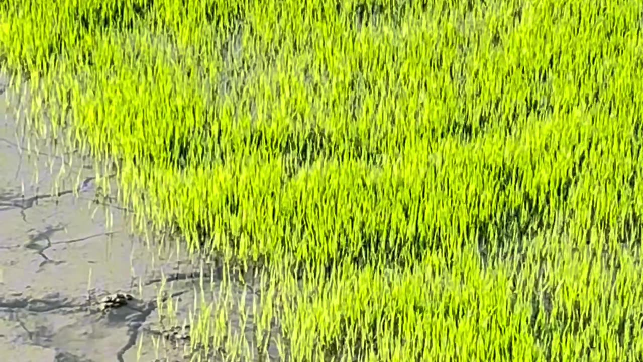 How to make rice 🌾 -rice making- beautiful nature