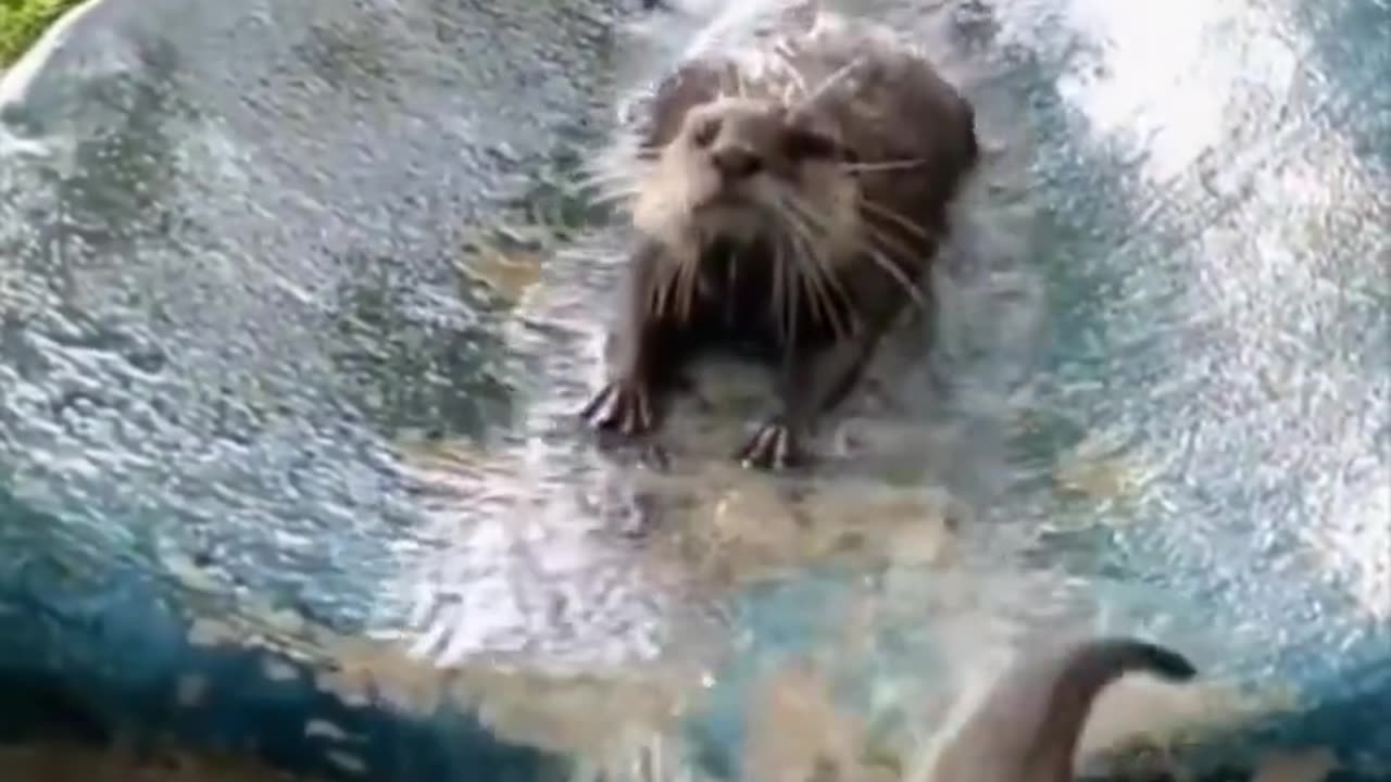 Otter slide.. 😊