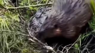 Group of beavers outperforms their own government