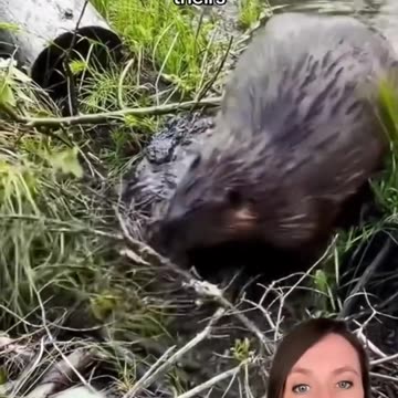 Group of beavers outperforms their own government