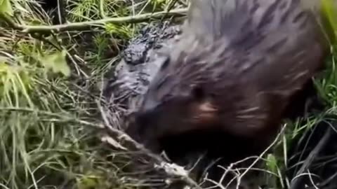 Group of beavers outperforms their own government