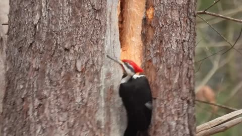 Male Pileated Woodpecker 11am 02-05-25 #pileatedwoodpecker