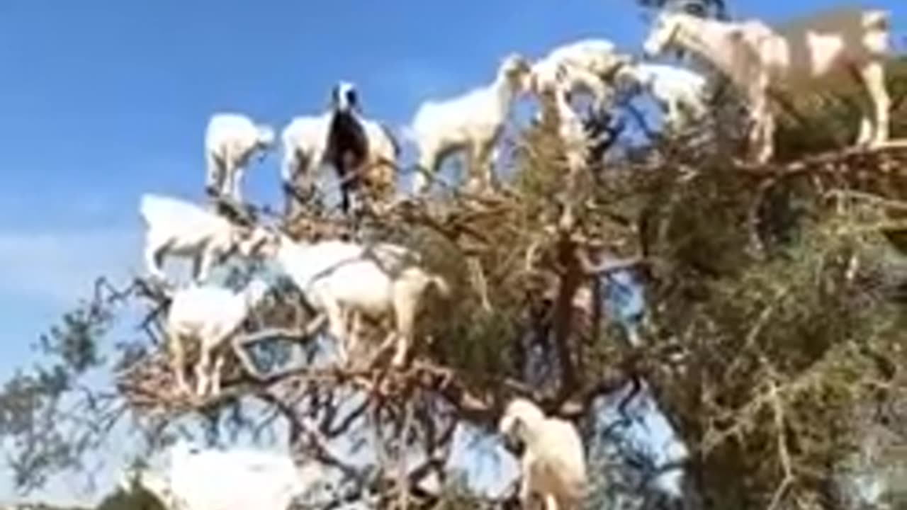 Epic Animal Showdowns: Unbelievable Wildlife Battles of 2025! πΎπ₯ #Shorts002