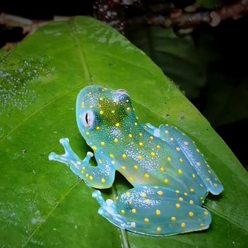 The slope-snouted glass frog, filmed in Colombia 🐸 #GlassFrog #Amphibian #Rainforest #Shorts
