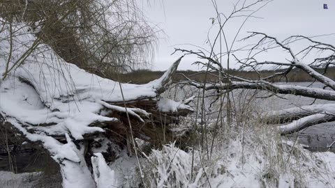 Loitz - kleiner Winterspaziergang 04-01-2025