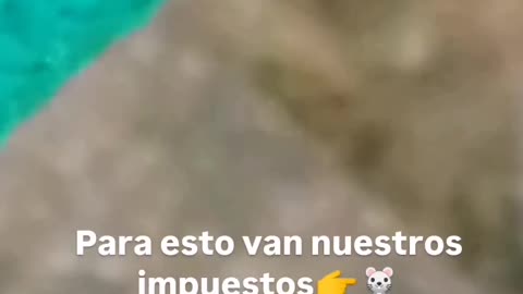 Última hora!! Una rata corriendo por mi barrio 🐀🐀🐀