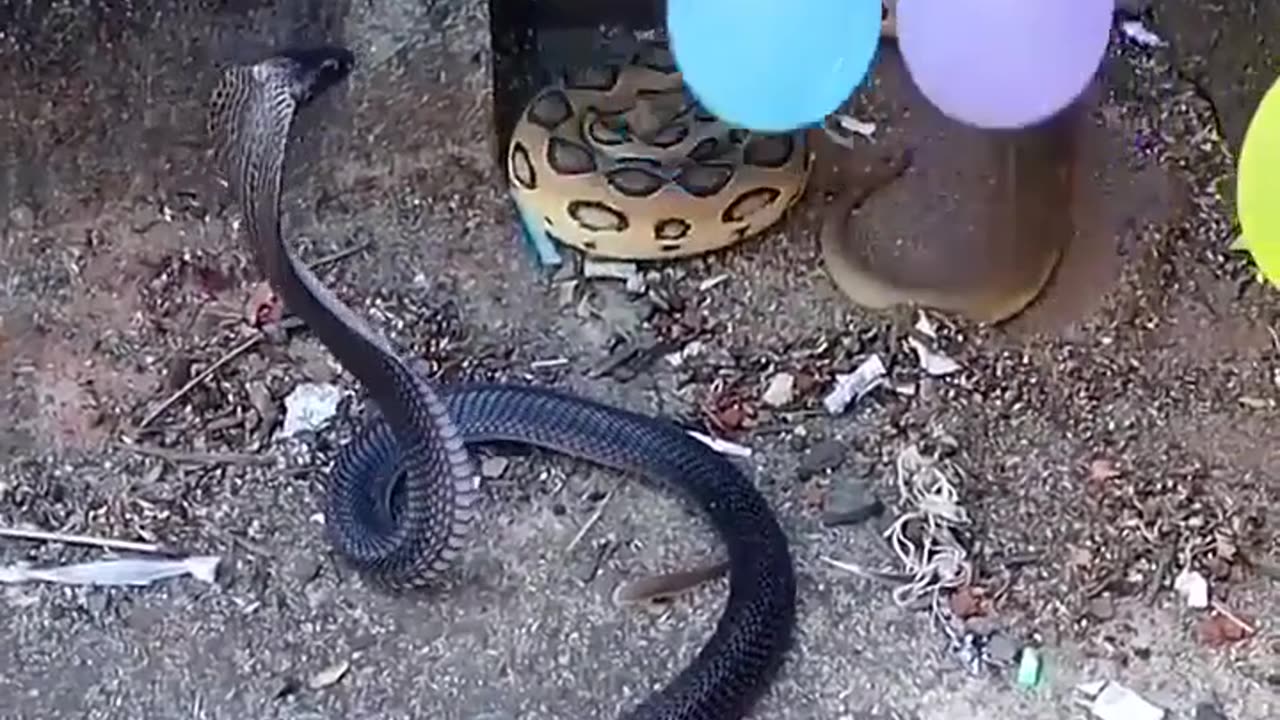 Snakes & Bite