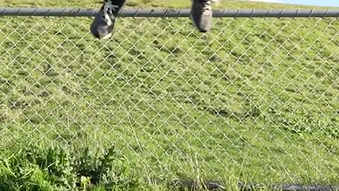 How Animals get over the fence