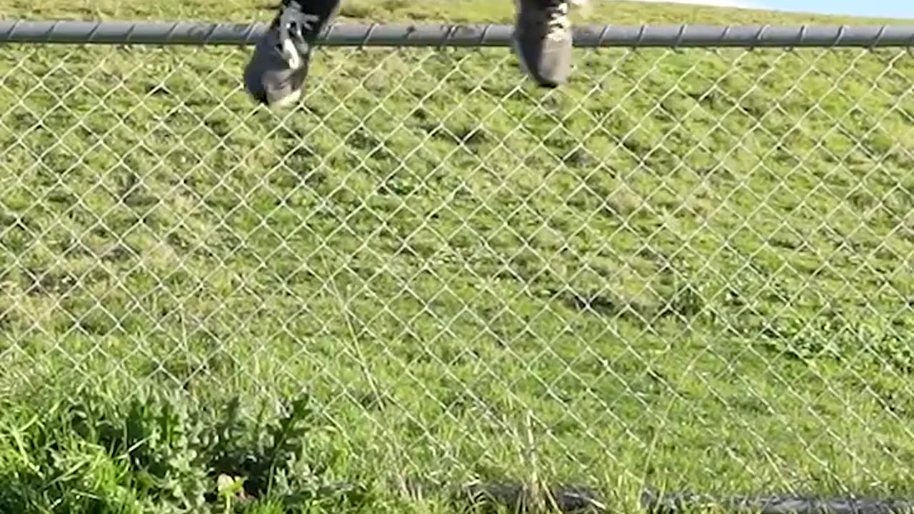 How Animals get over the fence