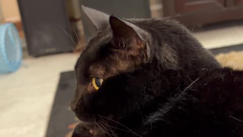 Cute Precious Piper is Stunning - My Adopted Shelter Cat Vlog