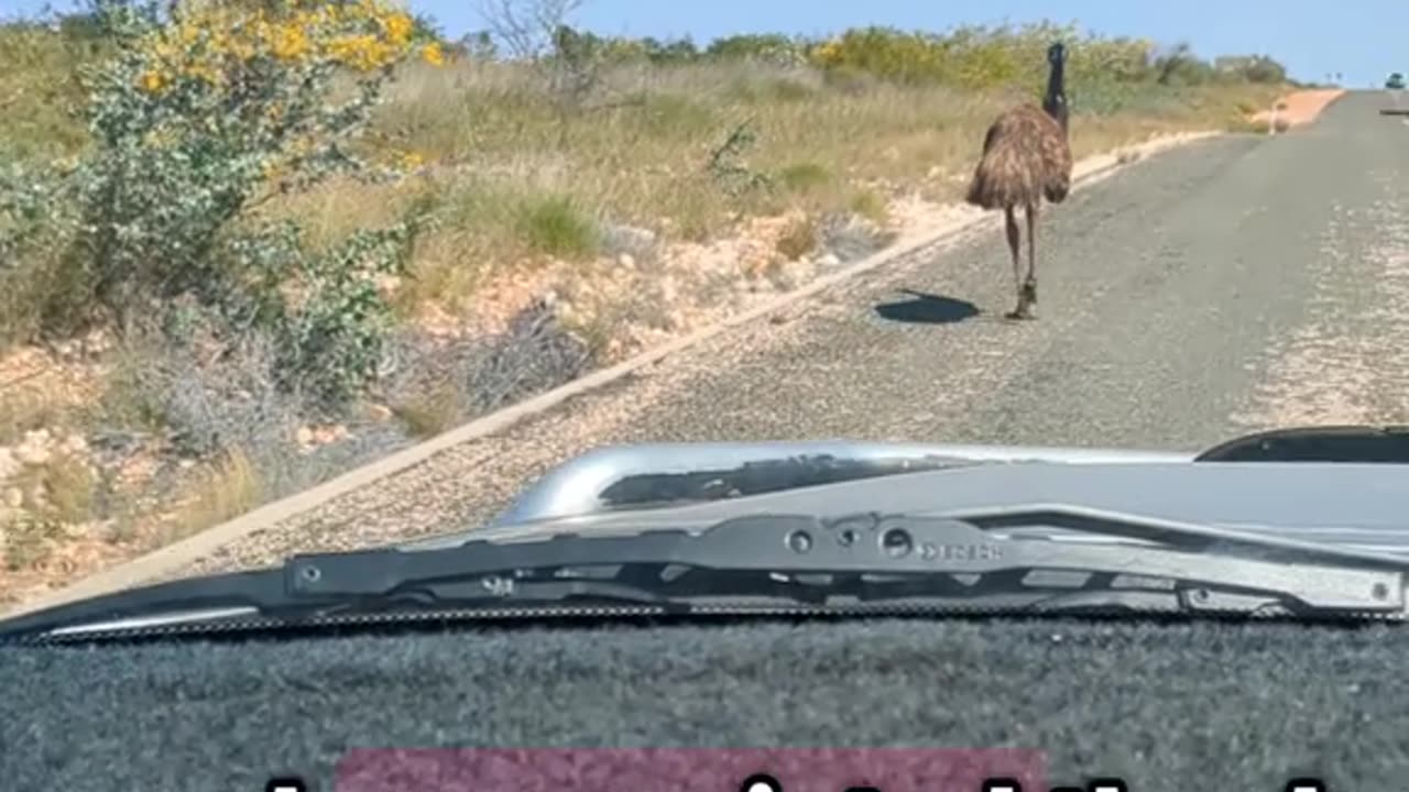 Emu bird 🦅 Australian wild life