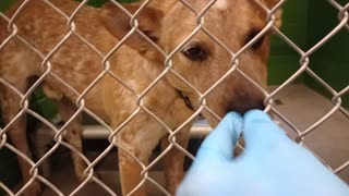 Bingo 1y Pet Id 947829 kennel 35b HSSAZ shelter familiar easygoing guy Loving 1 of my fav's202510311