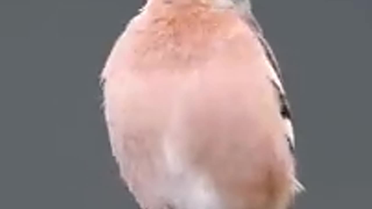 Exaggerated movements of birds-of-paradise