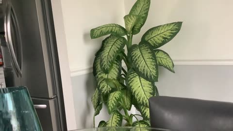 😱👻 Family Heirloom Plant Moves on Its Own? | TheHauntingHour