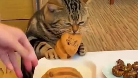 FunyyAnimal_Vedios