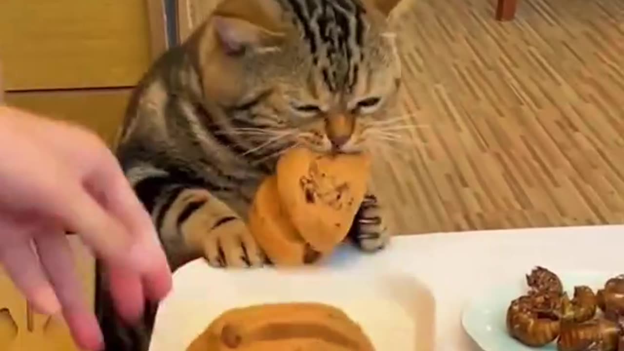 FunyyAnimal_Vedios