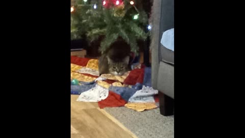 Magic Cat and Tiny Grace